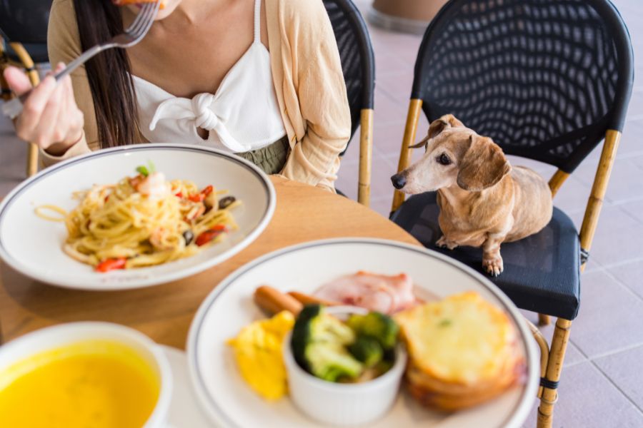 Diabetic Dog Diet