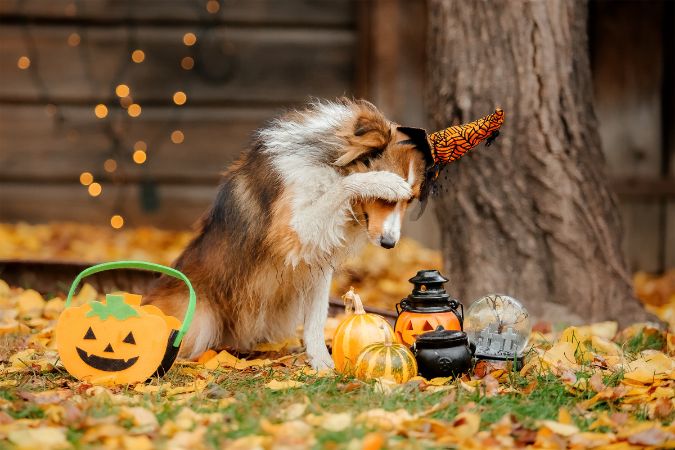 Safe Halloween Tips for Pets