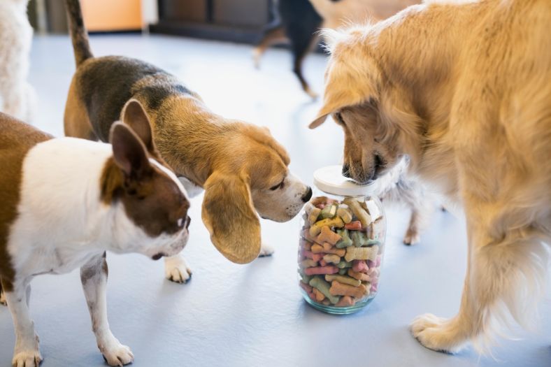 Dog Daycare