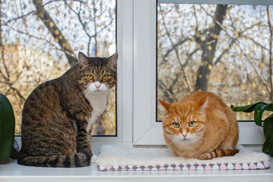 Winter Home Safety