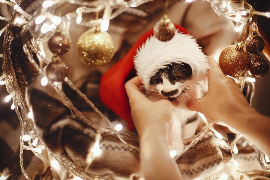 Stress Free Holiday Season