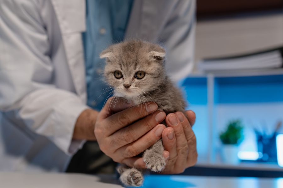 puppy-kitten-care-every-life-stage-guide