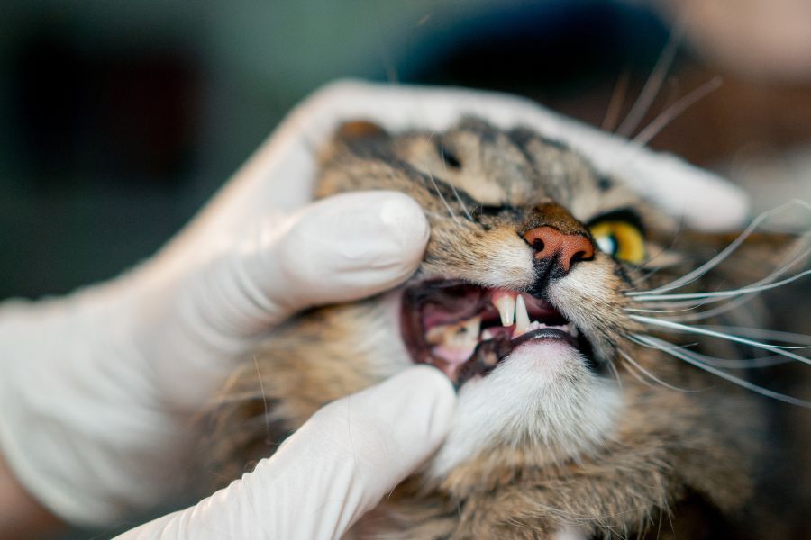 dental-x-rays-cat-mouth-problems