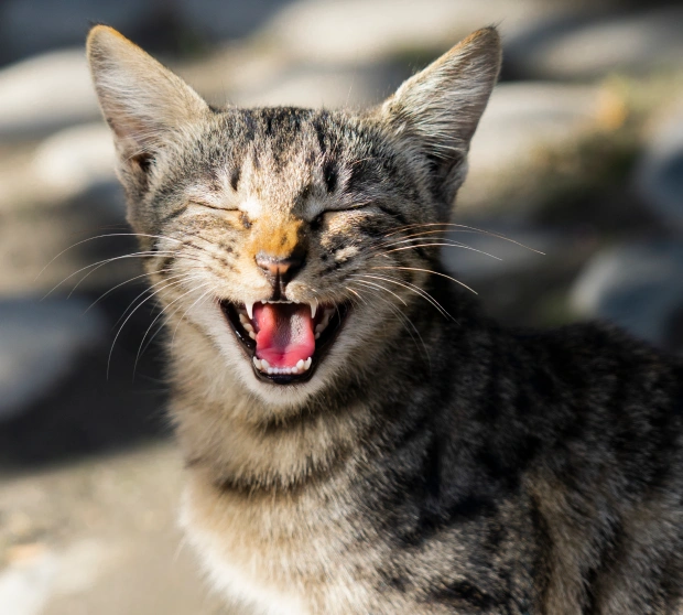 Keeping Your Cat’s Smile Healthy & Bright
