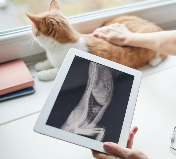 Advanced Diagnostic Services for Your Feline Friend
