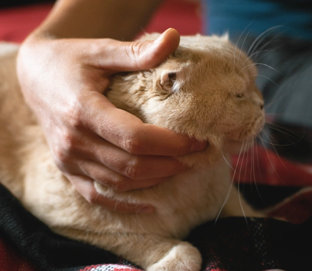 Effective Pain Management for Your Cat