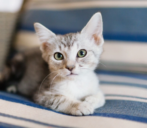 Comprehensive Preventive Health Services for Your Cat