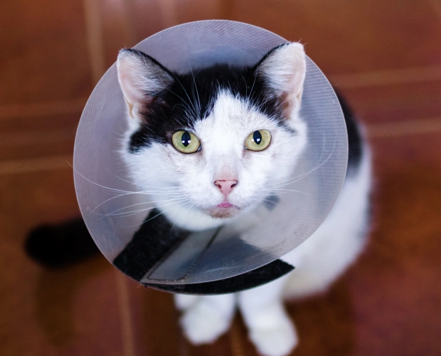 Expert Services for Your Cat’s Surgery