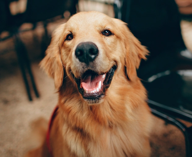 Expert Dental Services for Your Dog’s Health