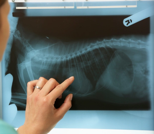 Comprehensive Diagnostic Services for Your Dog’s Health