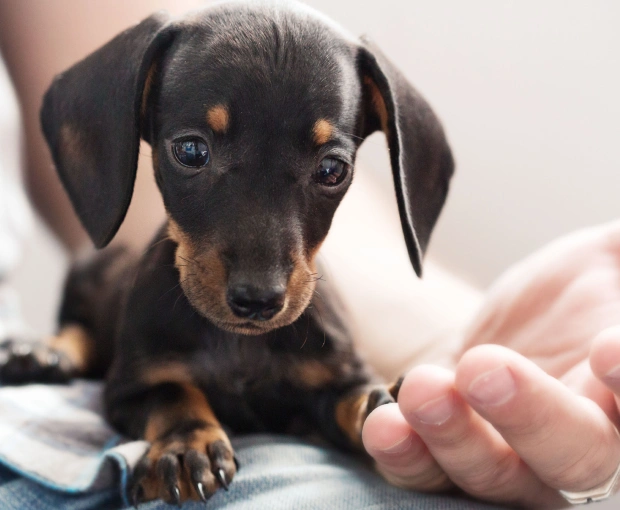 Compassionate Pain Relief for Your Dog