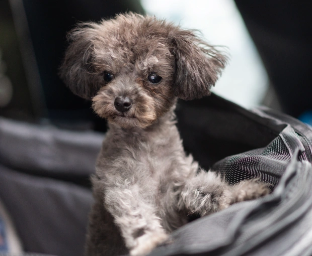 Proactive Care for a Happy and Healthy Dog’s Life
