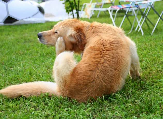 Signs and Symptoms of Parasites in Dogs
