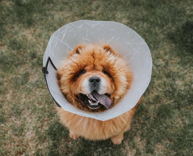 Safe Surgery for Your Canine Friend