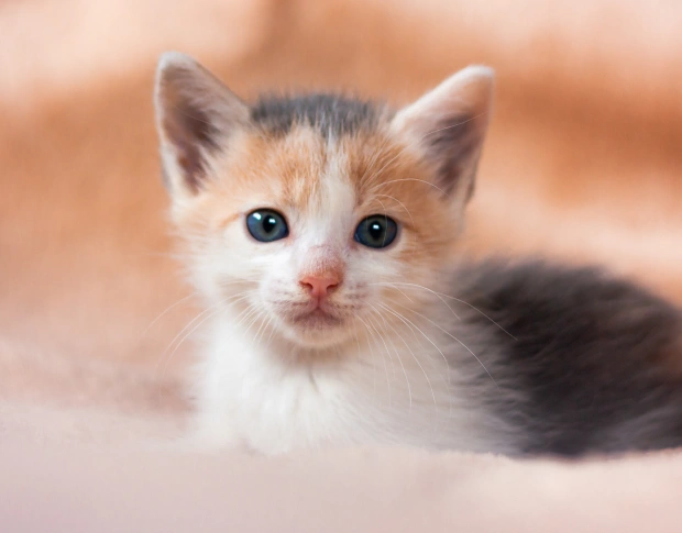 Comprehensive Care for Your Growing Kitten