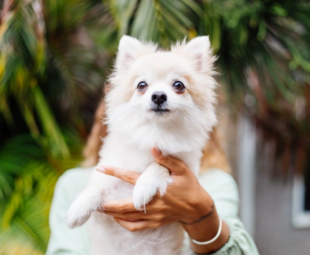 Comprehensive Care for Your New Best Friend