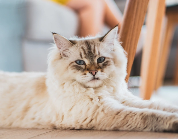 Care for Your Aging Feline Companion