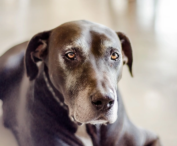 Dedicated Care for Your Senior Dog’s Comfort