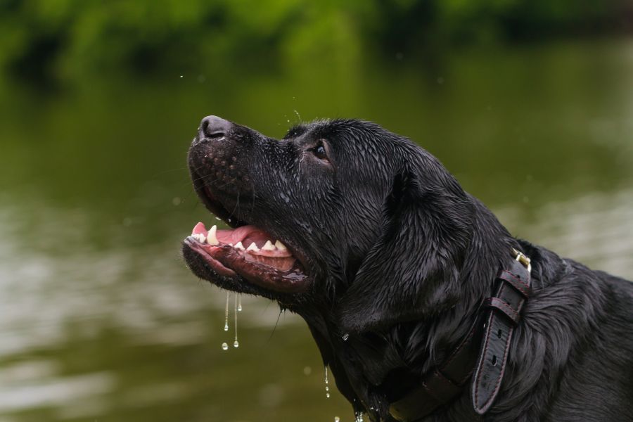 can-pets-help-with-anxiety-guide