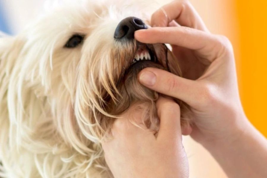 3-3-3-rule-new-dog-owner-guide