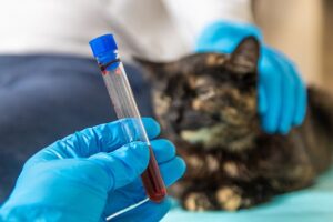 Feline Growth Explained: Understanding When Cats Reach Full Size