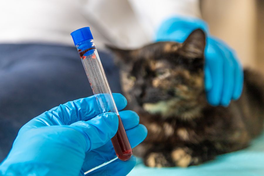 role-of-diagnostics-in-cat-healthcare-guide