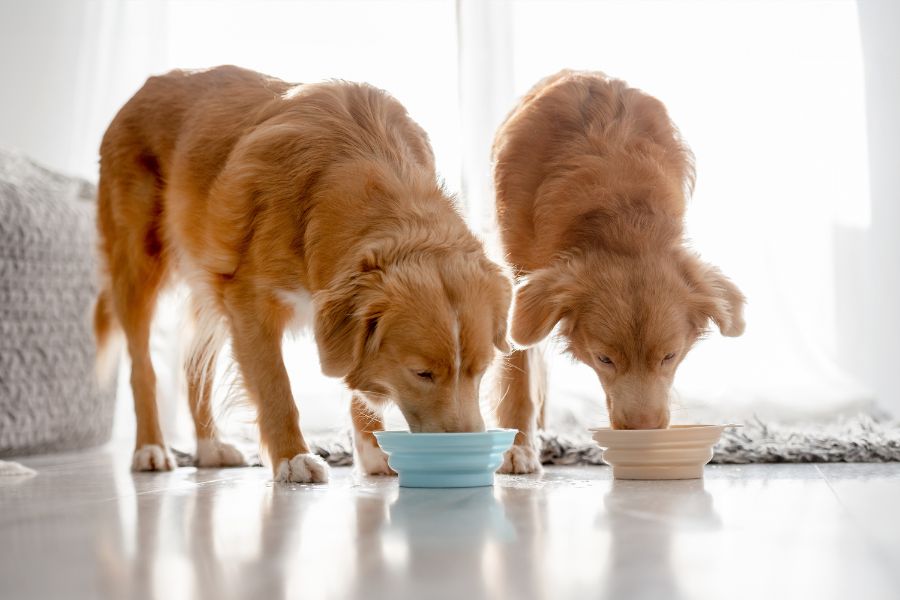 how-much-water-pets-need-summer-guide