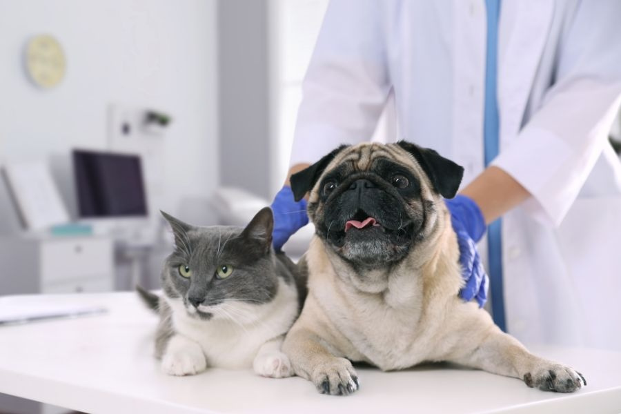 how-often-pets-need-wellness-exams-by-age