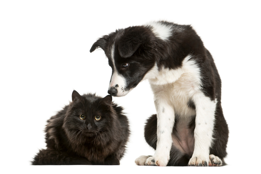 kidney-disease-in-pets